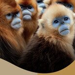 BBC七個世界，一個星球音樂會