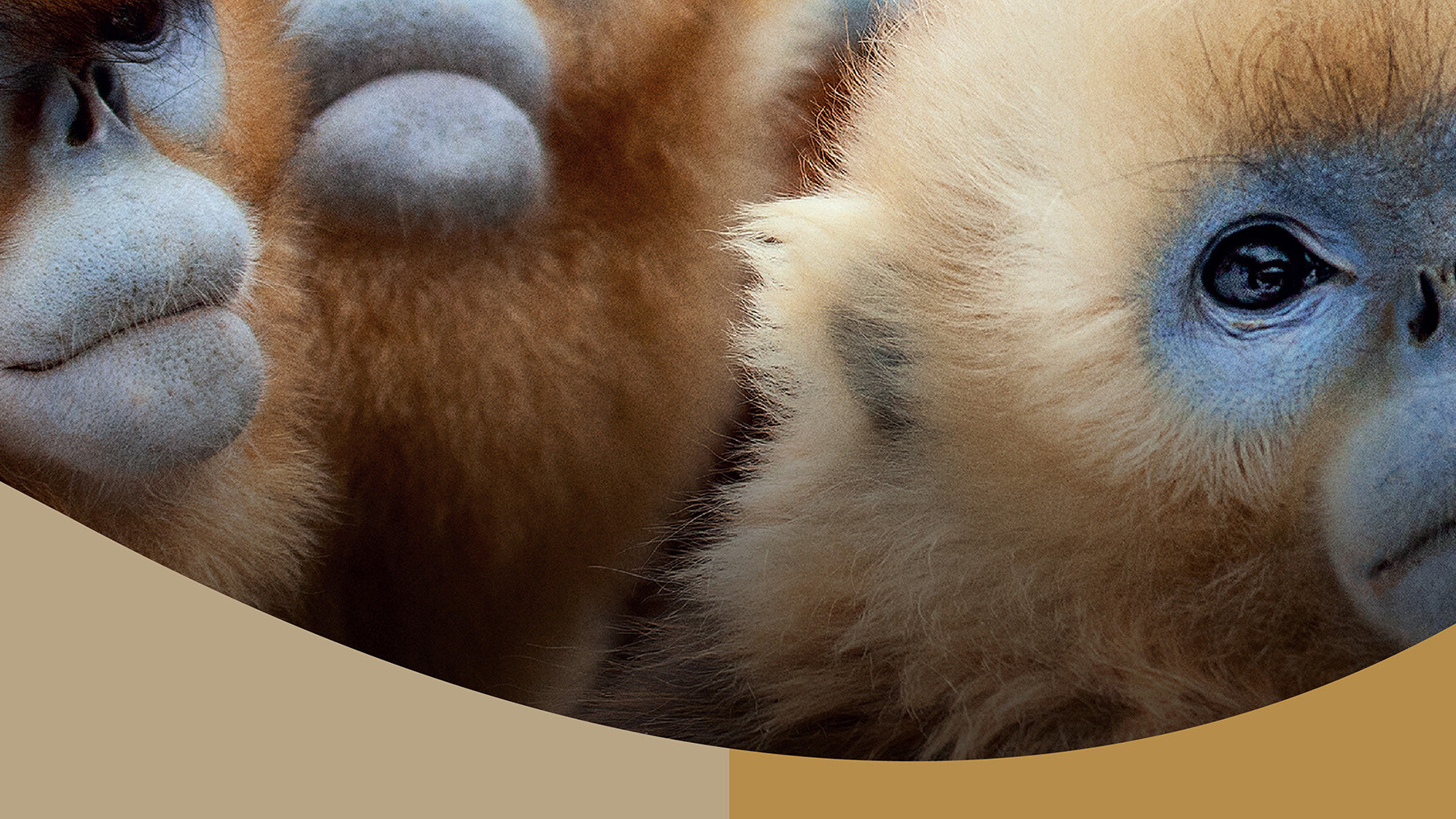 BBC七個世界，一個星球音樂會