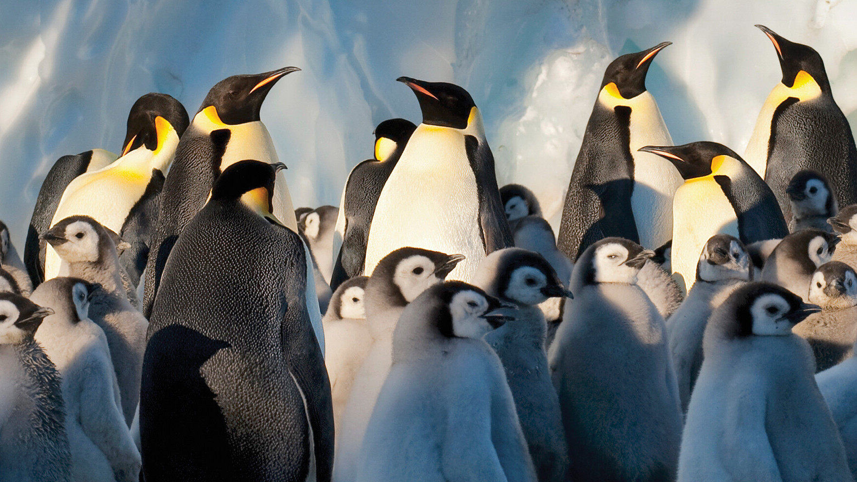 BBC《地球冰失》音樂會